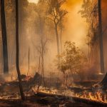 Symbolbild Waldbrand