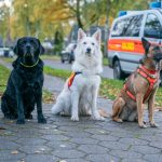 Die Rettungshunde der DLRG Ortsgruppe Stormarn