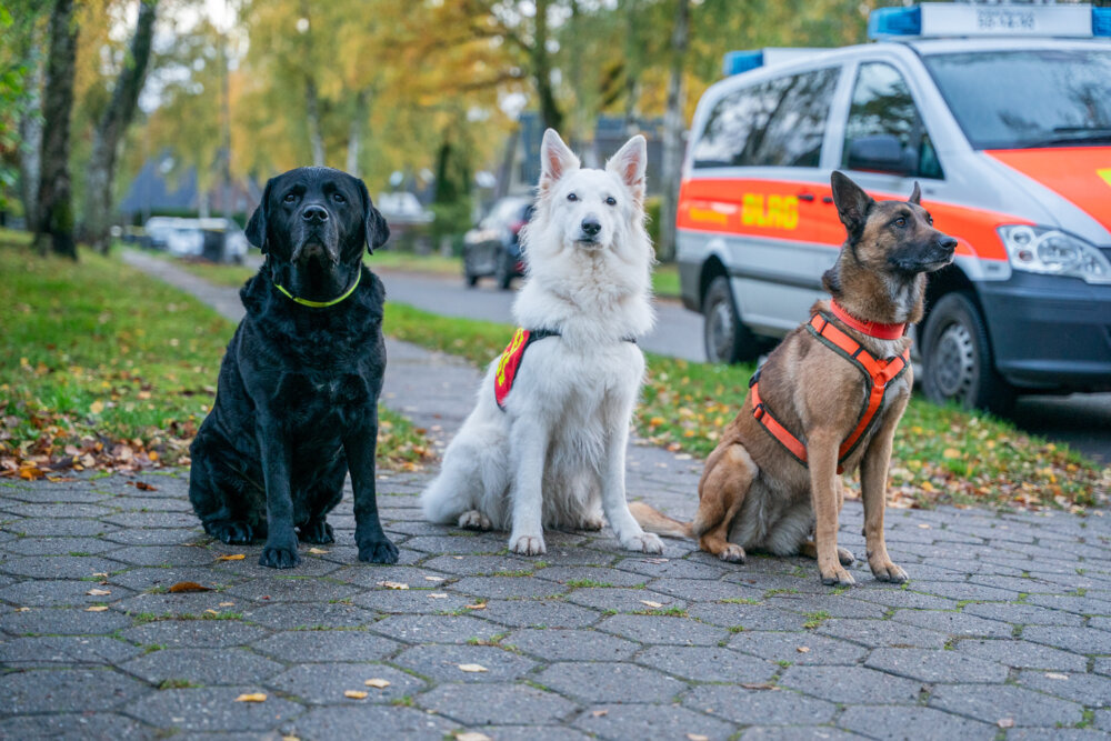 Die Rettungshunde der DLRG Ortsgruppe Stormarn